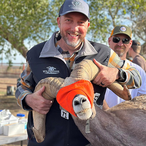 Corey Mason with a captured desert sheep in Texas